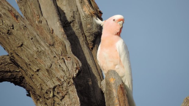 A female Major Mitchell's Cockatoo at the entrance to a nest.
