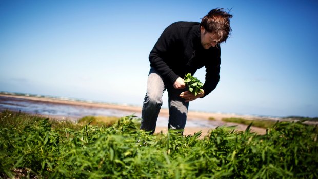 Chef Rene Redzepi, of Noma, started the food foraging trend for high-end restaurants.