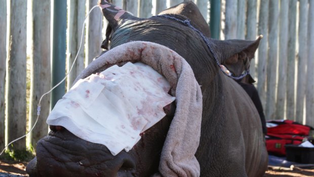 Hope, a rhino survivor, undergoes surgery on Monday, at Shamwari Game Reserve, South Africa. 