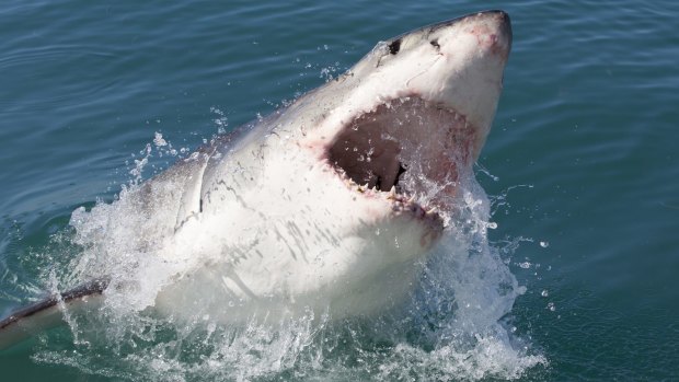 The one lesson to be drawn from those shark crises elsewhere: governments need to spend.