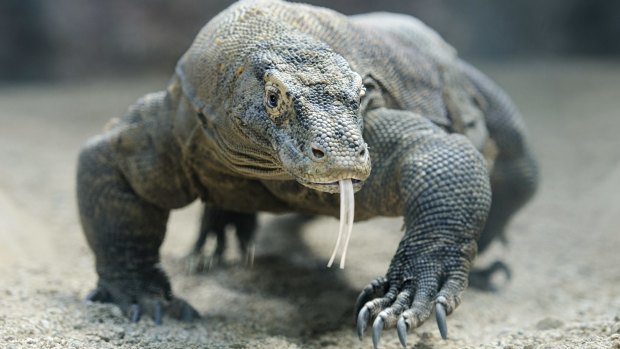 Take a dragon spotting tour of Komodo island.