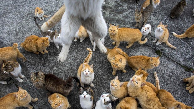 The world's their cat cafe: A cat leaps at the photographer to snatch his lunch.