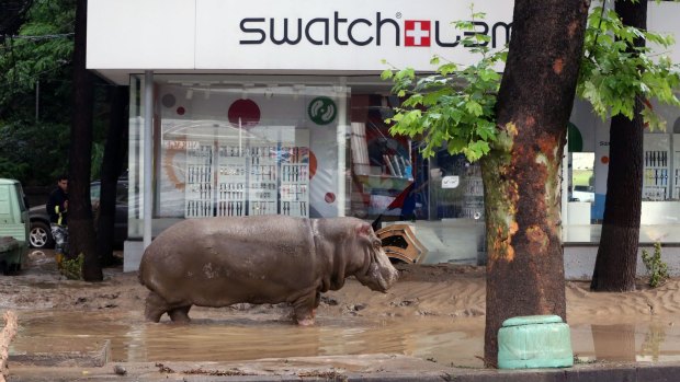 A hippopotamus stands in the mud in front of a Swatch watch kiosk after it escaped from a flooded zoo in Tbilisi, Georgia.