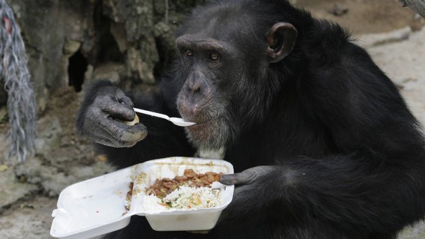 Fish and chimps: a chimpanzee eats its lunch with a spoon at a sanctuary in Colombia.