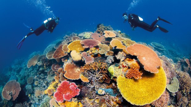The Great Barrier Reef, which Environment Victoria chief Mark Wakeham says would have been destroyed many years ago if not for the lobbying of green groups.