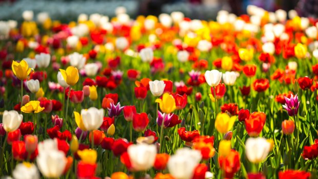 Floriade kicks off in Commonwealth Park on Saturday.