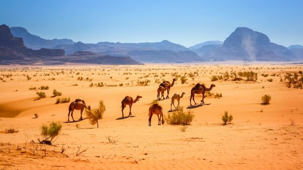 Photo of a small herd of dromedary camels in the Wadi Rum desert in Jordan. 