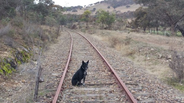 The disused Queanbeyan - Cooma railway line, which will feature on day seven of the border walk.