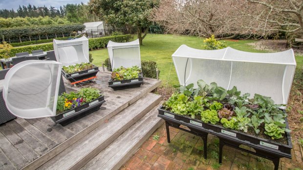 A wicking bed regulates the watering and keeps the bugs at bay.