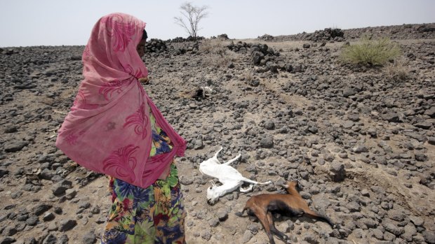 A girl walks past the carcasses of goats in drought-stricken Ethiopia, where 10 million people are thought to be at risk.