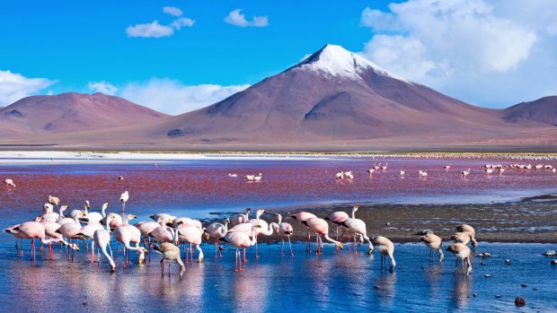 Flamingoes in Laguna Colorada, Atacama Desert in Bolivia.