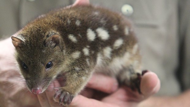 The quolls may be a good candidate for Australian households 