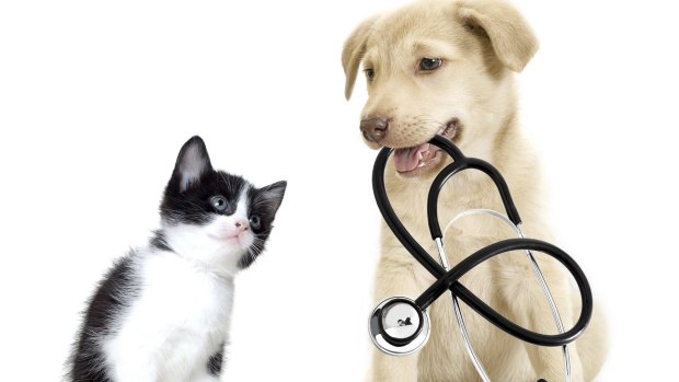 Vaccinate your pets, the AVA says,