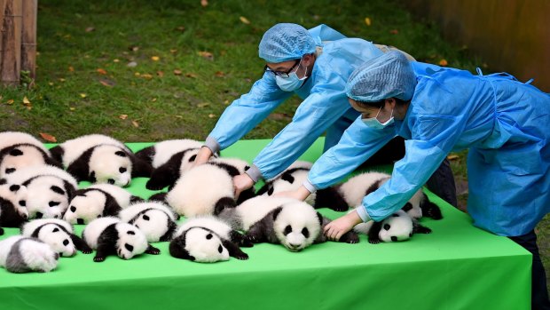 Chinese keepers put giant panda cubs born in 2016 together during a public event at the Chengdu Research Base.