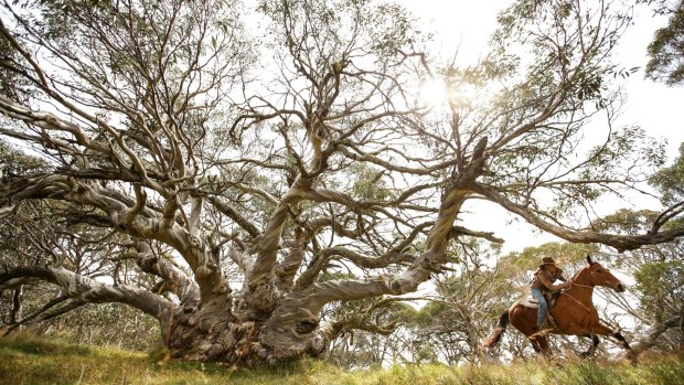 Cattle woman Kellie Lovick gallops past "King Billy" an ancient Snowgum in Victoria's Alpine National Park.