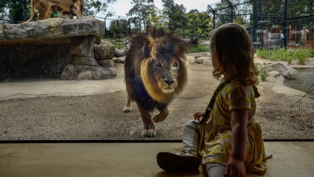 India has a close encounter with a lion at Melbourne Zoo's new $5 million enclosure.