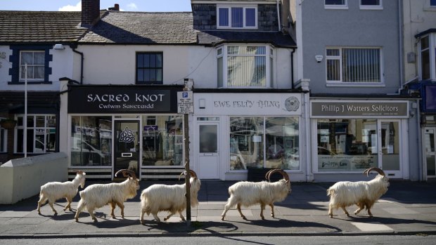 Mountain goats roam the streets of LLandudno.