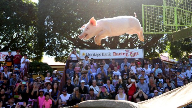 Racing to the Ekka? A train is a great option.