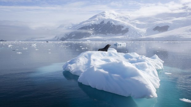 Antarctic ice is melting at a faster rate.