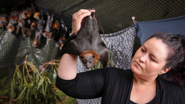 Getting better: Tamsyn Hogarth with injured and orphaned grey headed flying foxes at her Fly By Night wildlife shelter in Olinda.