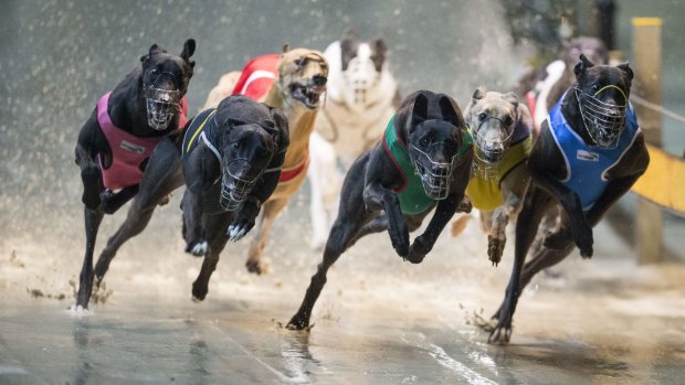 Three more people have been charged in relation to live baiting in the greyhound industry.