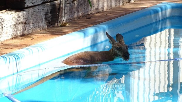Rangers came to pluck the roo from the pool.