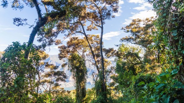 Cloud forest on San Pedro volcano.