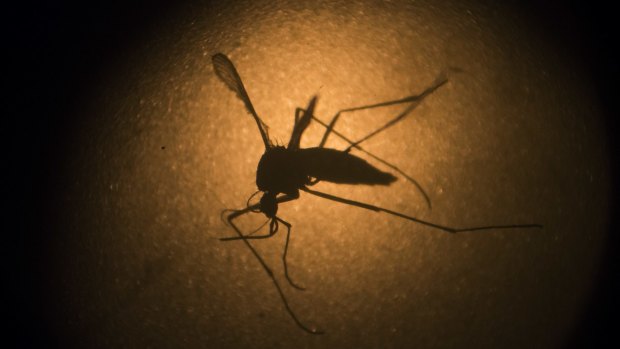 'Postpone Rio 2016': 150 health professionals have called for the Olympics to be postponed or moved due to the Zika virus.