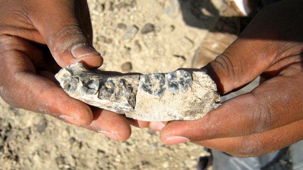 The newly discovered lower jawbone is about 2.8 million years old.