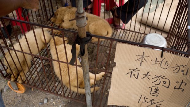 Three puppies sit in a cage next to a dog vendor in Yulin. The paper reads "local dog, big dog for sale".