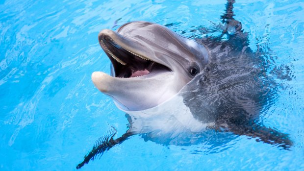 A lonely dolphin's amorous behaviour is causing problems in France.