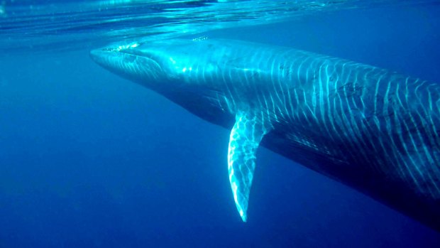 A Bryde's whale