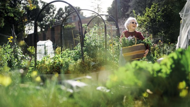 The Kingston community garden model could soon be followed on grass verges throughout Canberra. 