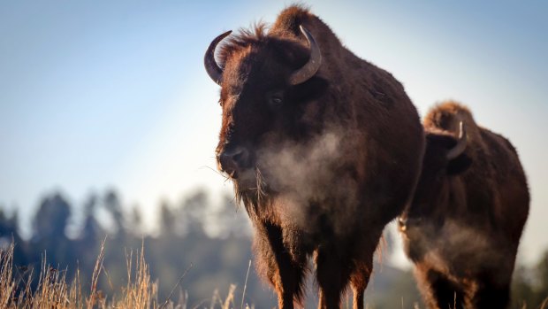 Visitors can spot herds of bison in Custer State Park in South Dakota.