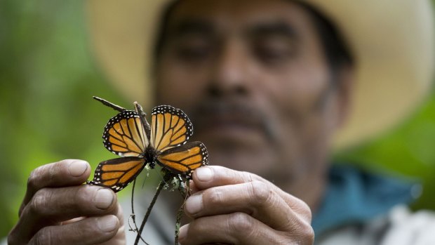 A guide holds up a damaged and dying butterfly at the monarch butterfly reserve in Piedra Herrada, Mexico.