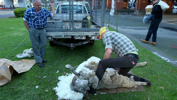 Jackie Chan the ram is sheared at Enterprize Park in Melbourne's CBD.