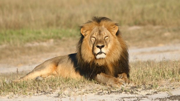 In this undated photo provided by the Wildlife Conservation Research Unit, Cecil the lion rests in Hwange National Park in Zimbabwe. 