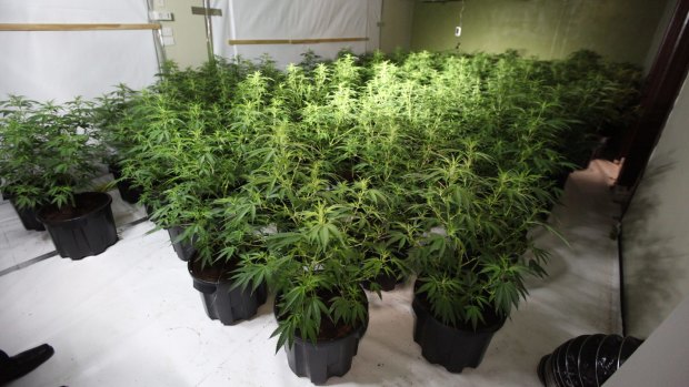 ACT Policing charged six people and seized more than 900 cannabis plants worth $6 million as part of Operation Armscote. These plants were growing in a Kaleen house.