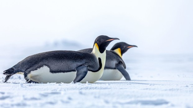 King penguins spotted during a Scenic Eclipse excursion. 