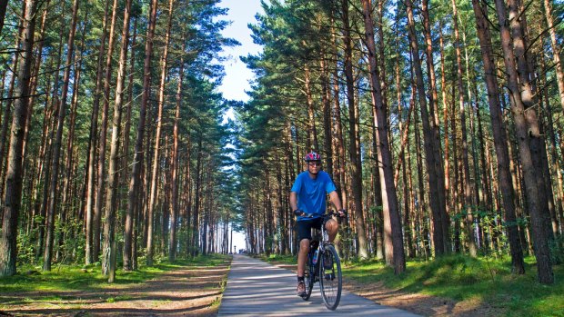 Cycling through pine forest on Lithuania's Seaside Cycle Route.
