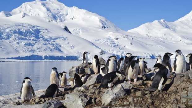Visit a penguin rookery on the Antarctic Peninsula with Aurora Expeditions.
