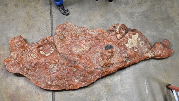 A 2.5-metre slab of rock found in a parking lot on the grounds of NASA's Goddard Space Flight Centre in Maryland that holds the fossilised tracks of several dinosaurs and even a few early mammals. The site was almost obliterated before the rock was unearthed.  