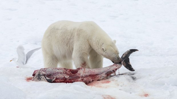 A polar bear eats a white-beaked dolphin in Svalbard in the Norwegian Arctic. 