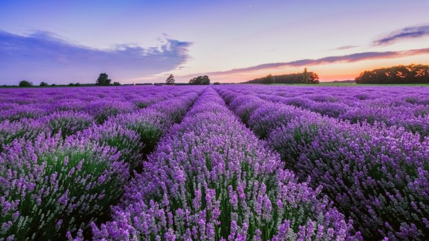 A lavender field.