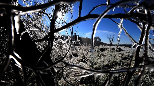 Canberrans should brace for frosty, sub-zero mornings this week.