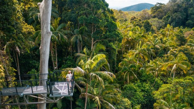 Tamborine Rainforest Skywalk in the hinterland.