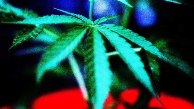 On trial: Medical marijuana