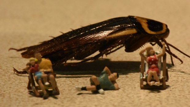 Cockroaches infesting the city: The native giant burrowing cockroach plays a key role in the ecosystem.