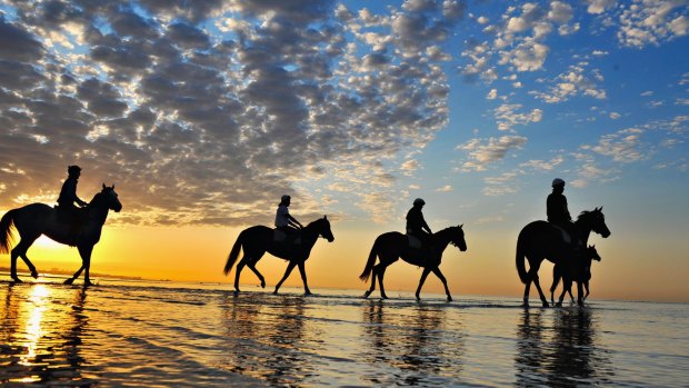 Horses from the Chris Waller stable walk through the shallow waters at Altona Beach.