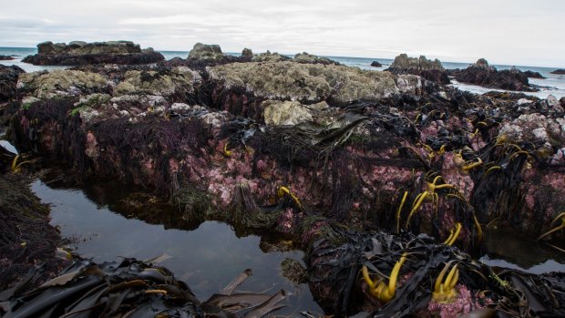 Ward beach, where the seabed has risen 1.8 metres.